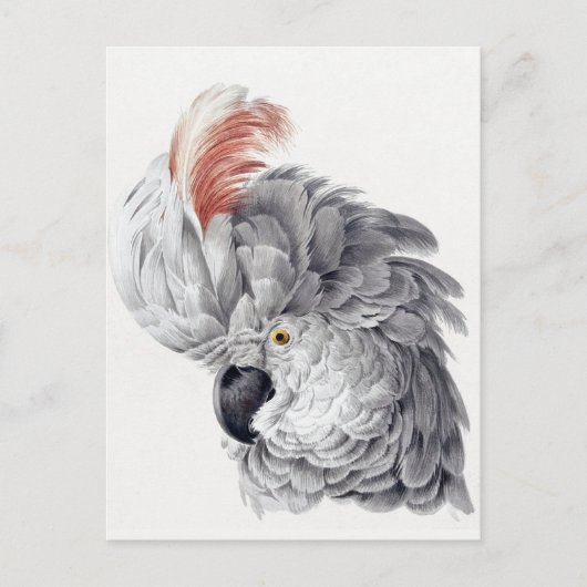 オウムはがき ポストカード (正面)