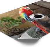 オウムは大砲に座って ポスター (角)