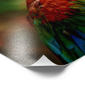 オウムカラフルウ フォトプリント            (角)