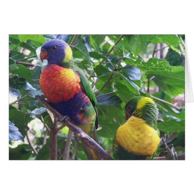 オウムカード (正面横)