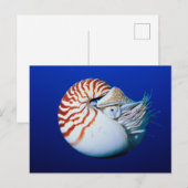 オウムガイのクローズアップ ポストカード (正面/裏面)
