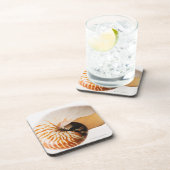 オウムガイの貝殻(オウムガイのstenomphalus) コースター (右側)