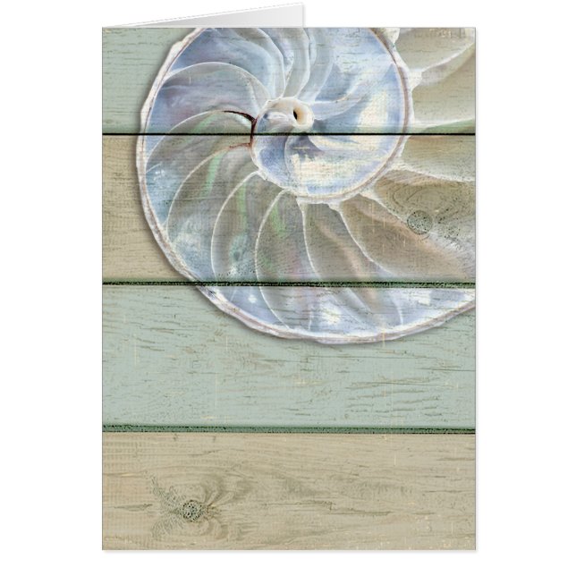 オウムガイの貝 (正面)