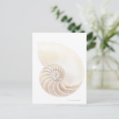 オウムガイの貝、クローズアップ ポストカード (スタンド正面)