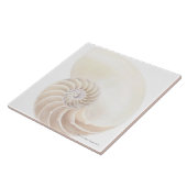 オウムガイの貝 タイル (側面)