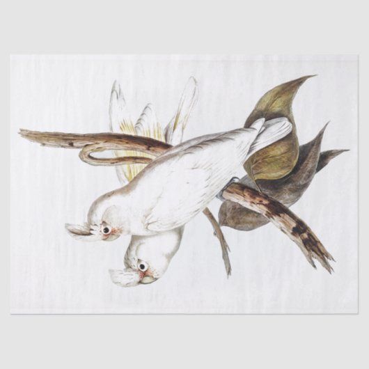 オウムコッカトー鳥ヴィンテージ 薄葉紙 (正面)