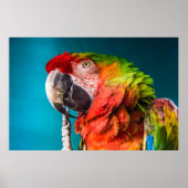 オウムモダン写真 ポスター (正面)