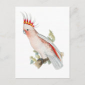 オウムヴィンテージオウム ポストカード (正面)