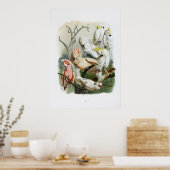 オウムヴィンテージプリントコレクション1848 ポスター (キッチン)