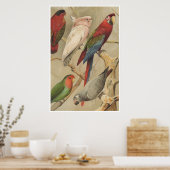 オウムヴィンテージ熱帯鳥カラフル ポスター (キッチン)