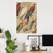 オウムヴィンテージ熱帯鳥カラフル ポスター (ホームオフィス)