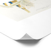 オウム属 ポスター (角)