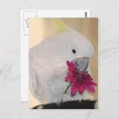 オウム彼は私を愛していない ポストカード (正面/裏面)