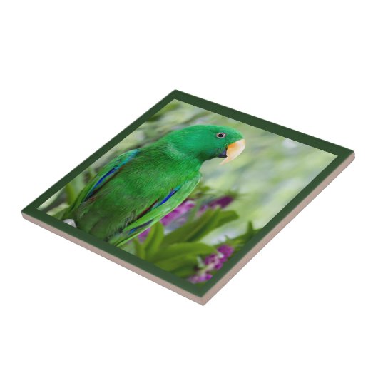 オウム病 タイル (側面)