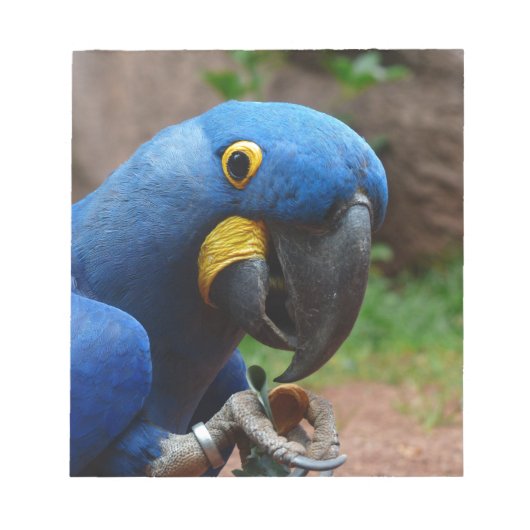 オウム病 ノートパッド (正面)