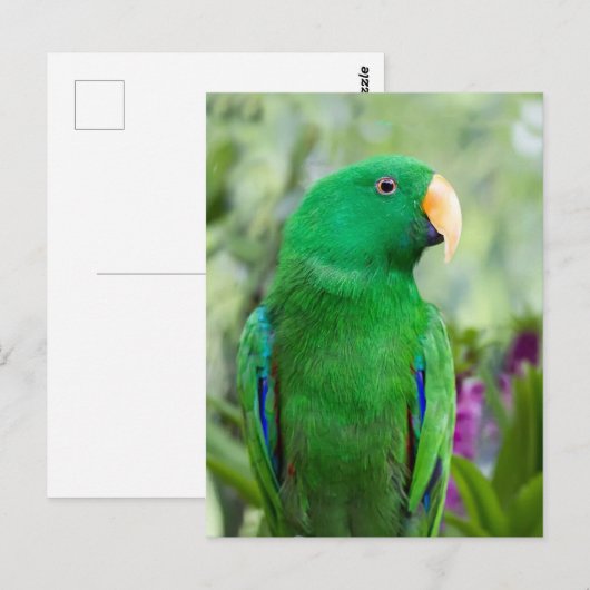 オウム病 ポストカード (正面/裏面)