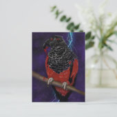 オウム病 ポストカード (スタンド正面)