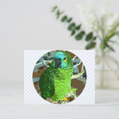 オウム緑 ポストカード (スタンド正面)