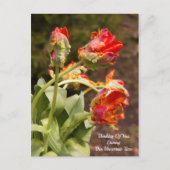 オウム考えるオレンジ ポストカード (正面)