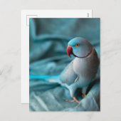 オウム葉書 シーズンポストカード (正面/裏面)