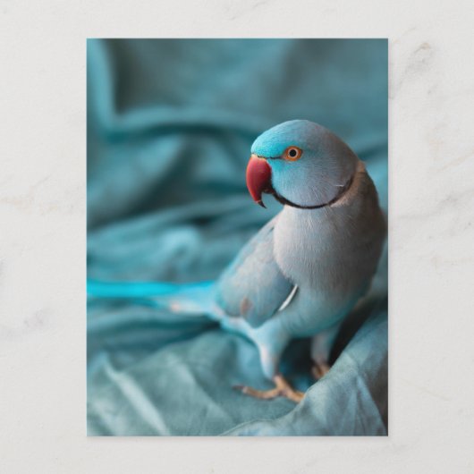 オウム葉書 シーズンポストカード (正面)