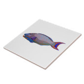 オウム魚 タイル (側面)