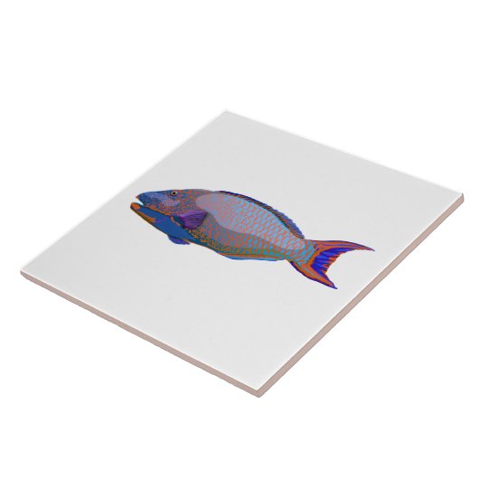 オウム魚 タイル (側面)