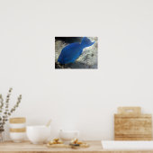 オウム魚 ポスター (キッチン)