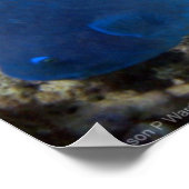 オウム魚 ポスター (角)