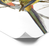 オウム鳥ヴィンテージイラストレーション ポスター (角)