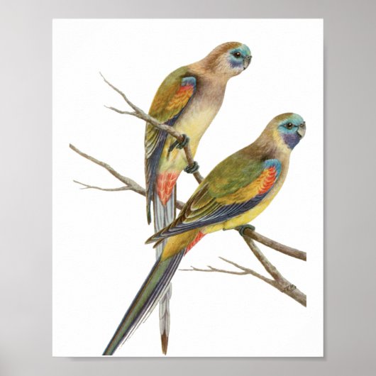 オウム鳥ヴィンテージイラストレーション ポスター (正面)