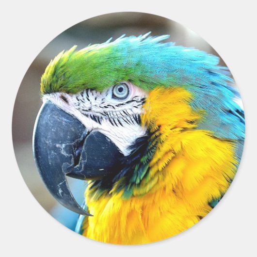 オウム鳥獣フォトポートレート ラウンドシール (正面)