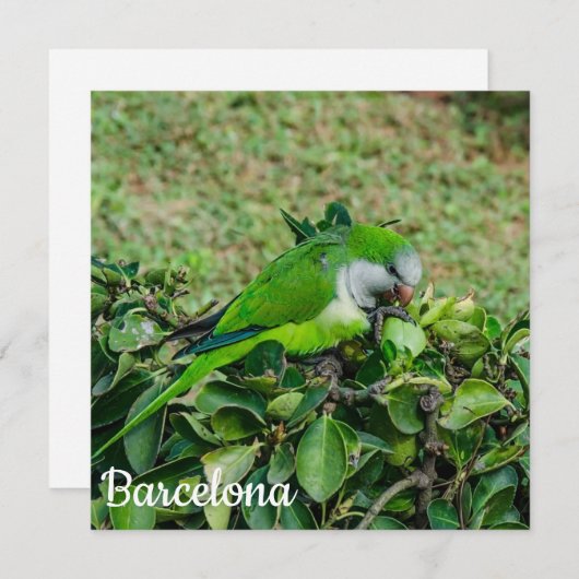 オウム (正面/裏面)