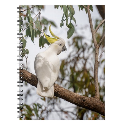 オウム、イオウの冠をかぶったオウム、鳥 ノートブック (正面)