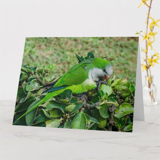 オウム カード (黄色い花)