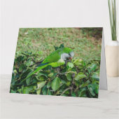 オウム カード (裏面)