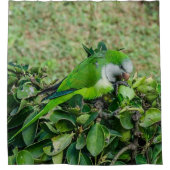 オウム シャワーカーテン (正面)