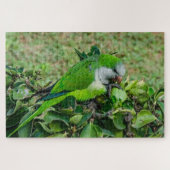 オウム ジグソーパズル (横)