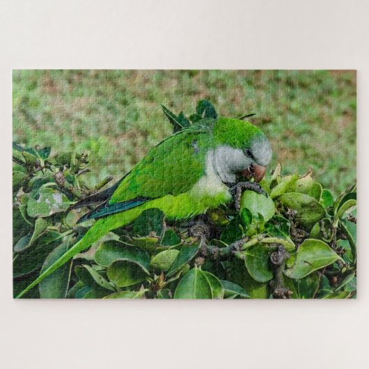 オウム ジグソーパズル (横)