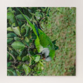 オウム ジグソーパズル (横)