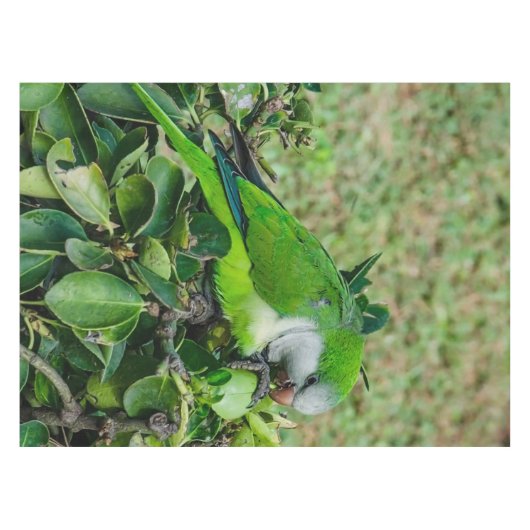 オウム テーブルクロス (正面(横))