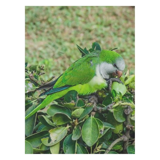 オウム テーブルクロス (正面)