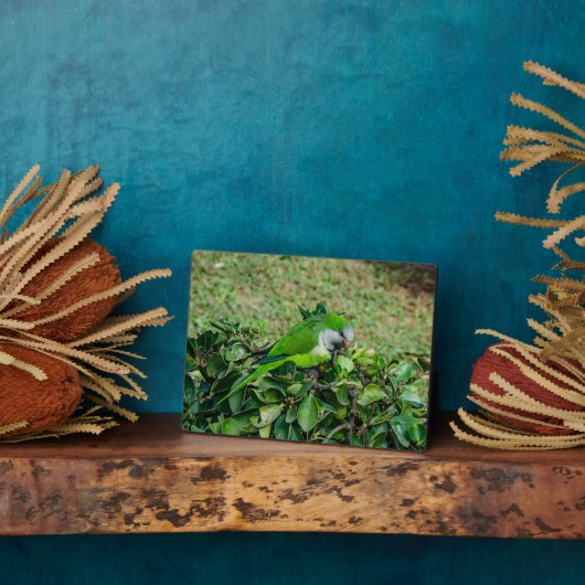 オウム フォトプラーク (側面)