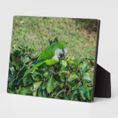 オウム フォトプラーク (側面)