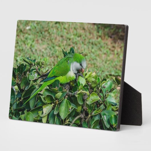 オウム フォトプラーク (側面)