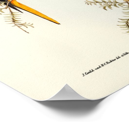 オウム ポスター (角)