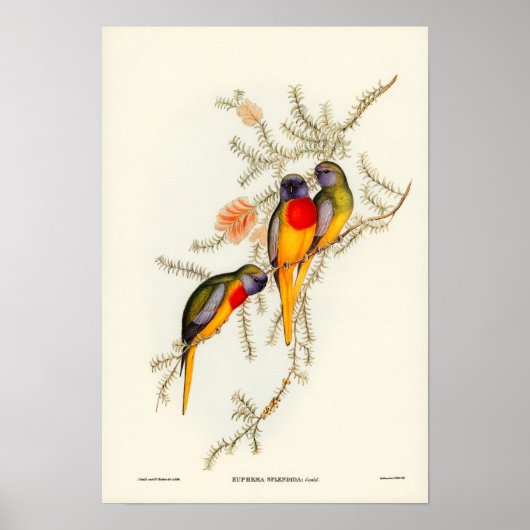 オウム ポスター (正面)