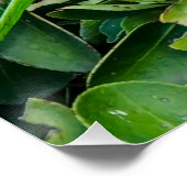 オウム ポスター (コーナー)