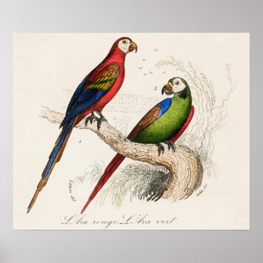 オウム ポスター (正面)