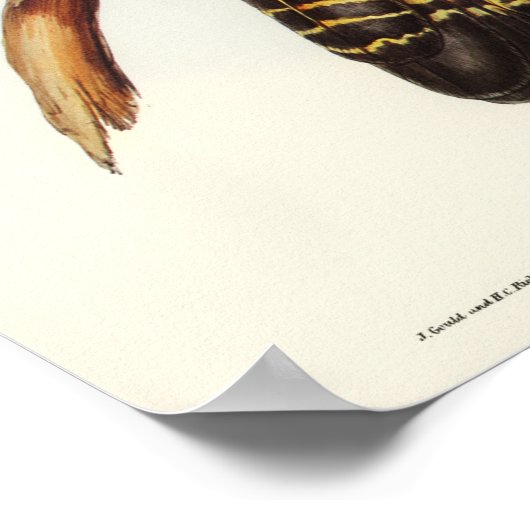 オウム ポスター (角)